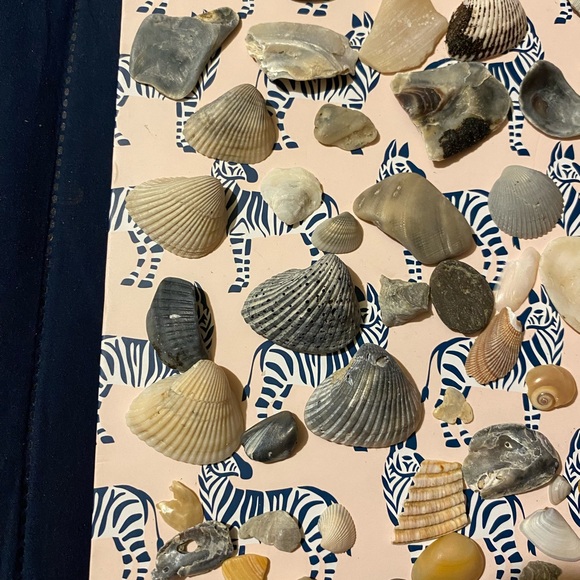 Assorted Seashell Collection - Picture 1 of 9